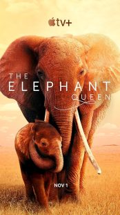 دانلود فیلم The Elephant Queen 2018441570-964791780